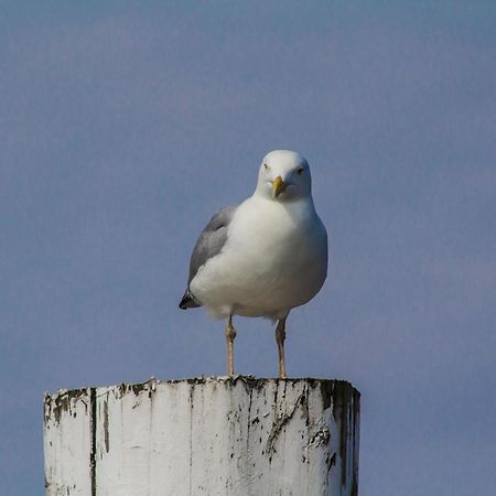 Fewo Kaphaus Auf Juist Exteriér fotografie