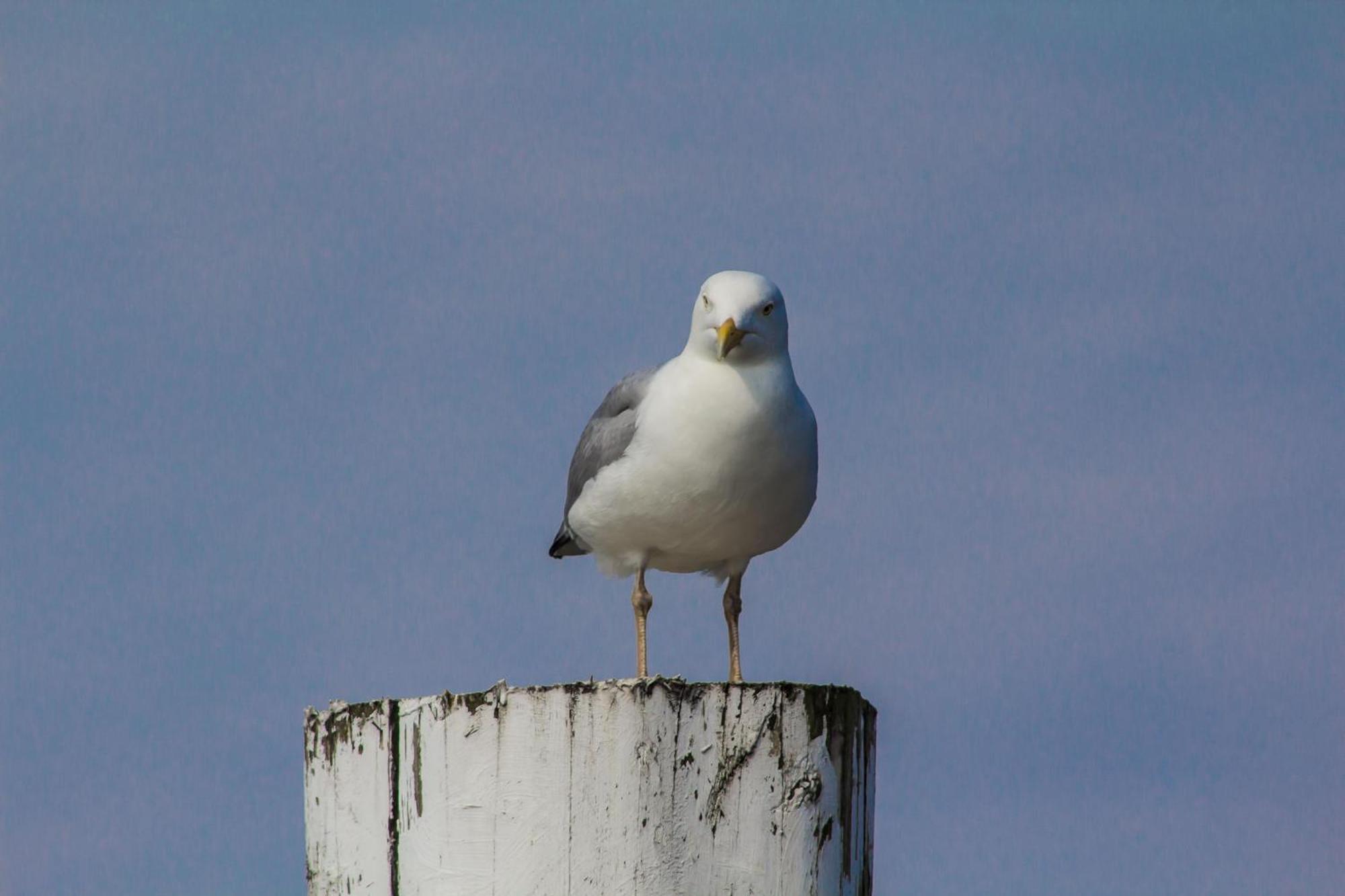 Fewo Kaphaus Auf Juist Exteriér fotografie
